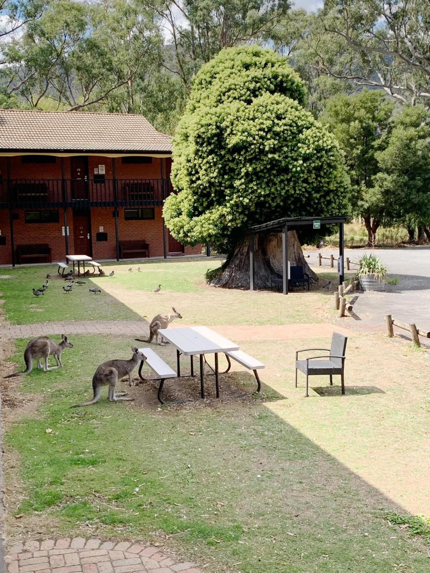 Golden Chain Country Plaza Motel Halls Gap Εξωτερικό φωτογραφία